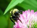 Northern Amber Bumble Bee