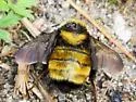 Northern Amber Bumble Bee - photo 2