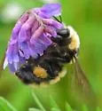 Northern Amber Bumble Bee - photo 4