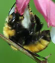 Northern Amber Bumble Bee - photo 5