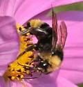 California Bumble Bee