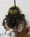 California Bumble Bee - photo 2