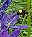 California Bumble Bee - photo 3