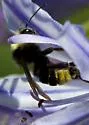 California Bumble Bee - photo 4