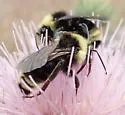 California Bumble Bee - photo 5