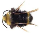 Bombus caliginosus