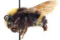 Bombus caliginosus - photo 2