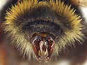 Bombus caliginosus - photo 3