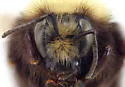 Bombus caliginosus - photo 4