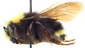 Bombus caliginosus - photo 5