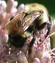 Lemon Cuckoo Bumble Bee - photo 2