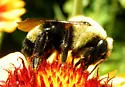 Lemon Cuckoo Bumble Bee - photo 3