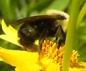 Lemon Cuckoo Bumble Bee - photo 4
