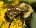 Lemon Cuckoo Bumble Bee - photo 5