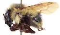 Cockerell's Bumble Bee