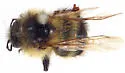 Cockerell's Bumble Bee - photo 2