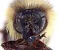 Cockerell's Bumble Bee - photo 3