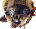 Cockerell's Bumble Bee - photo 4