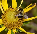 Cockerell's Bumble Bee - photo 5