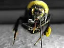 Cryptic Bumble Bee