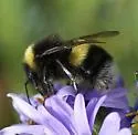 Cryptic Bumble Bee - photo 2