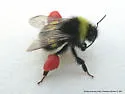 Cryptic Bumble Bee - photo 3