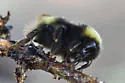 Cryptic Bumble Bee - photo 4
