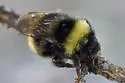 Cryptic Bumble Bee - photo 5