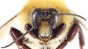 Great Yellow Bumble Bee