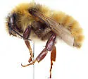 Great Yellow Bumble Bee - photo 2