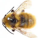 Great Yellow Bumble Bee - photo 3