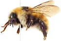 Great Yellow Bumble Bee - photo 4
