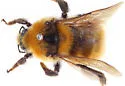 Great Yellow Bumble Bee - photo 5