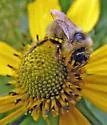 Flavid Cuckoo Bumble Bee - Bombus flavidus