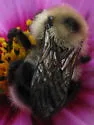 Flavid Cuckoo Bumble Bee - photo 2