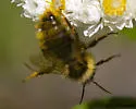 Flavid Cuckoo Bumble Bee - photo 3