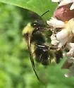 Flavid Cuckoo Bumble Bee - photo 4