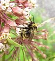 Flavid Cuckoo Bumble Bee - photo 5