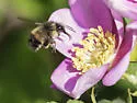 Yellow-fronted Bumble Bee