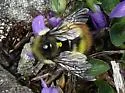 Yellow-fronted Bumble Bee - photo 2