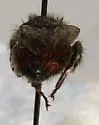 Yellow-fronted Bumble Bee - photo 3