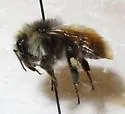 Yellow-fronted Bumble Bee - photo 4