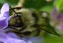 Yellow-fronted Bumble Bee - photo 5