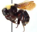 Franklin's Bumble Bee - photo 2