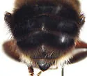 Franklin's Bumble Bee - photo 3