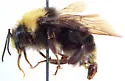 Franklin's Bumble Bee - photo 4