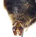 Franklin's Bumble Bee - photo 5