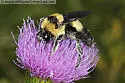 Southern Plains Bumble Bee - Bombus fraternus