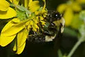 Southern Plains Bumble Bee - photo 2