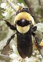 Southern Plains Bumble Bee - photo 3